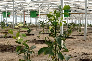 В индустриальной зоне Алматы выращивают лимоны